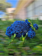 Load image into Gallery viewer, Creepy Crawly Spiders