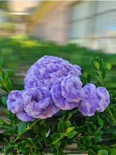 Load image into Gallery viewer, Creepy Crawly Spiders - Mariposa Rainbow Boutique
